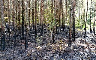 Wysokie temperatury i susza zwiększają ryzyko pożarów w lasach Wysokie temperatury i susza zwiększają ryzyko pożarów w lasach